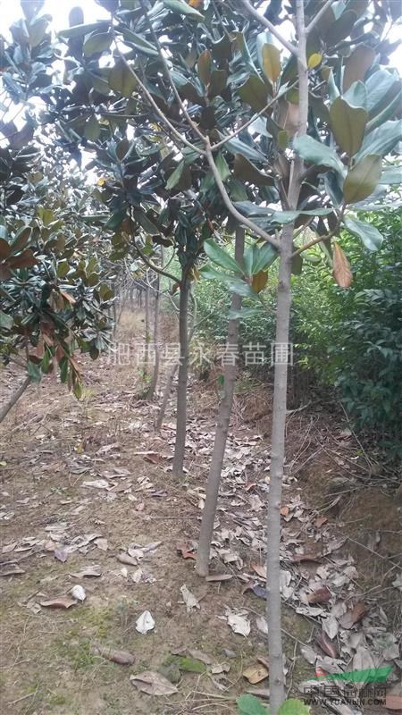 【自产自销】5-6公分广玉兰600棵，各种规格广玉兰销售