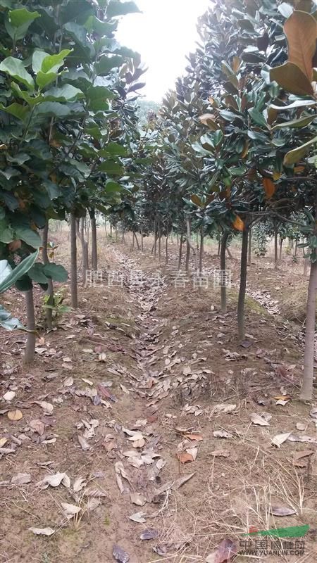 【自产自销】5-6公分广玉兰600棵，各种规格广玉兰销售