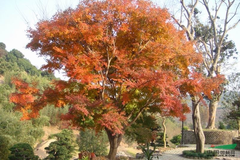 日本进口大规格鸡爪槭，红枫
