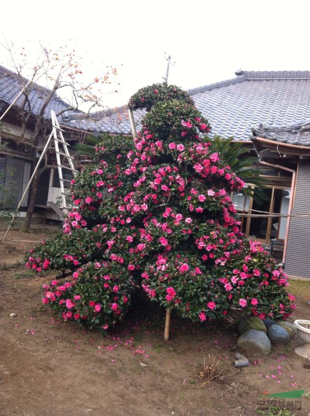 日本进口绝美造型茶梅，数量有限