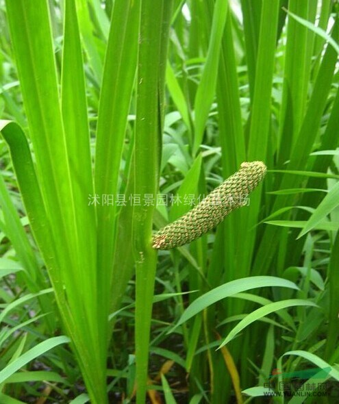 沭陽恒景園林長期，大量供應水菖蒲，量大質優(yōu)
