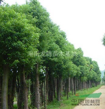 供應湖南香樟,湖南香樟哪里最好,哪里規模最大