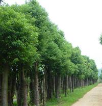 供應湖南香樟,湖南香樟哪里*好,哪里規(guī)模*大