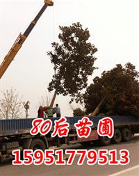 15公分廣玉蘭價(jià)格*新報(bào)價(jià)賣多少錢