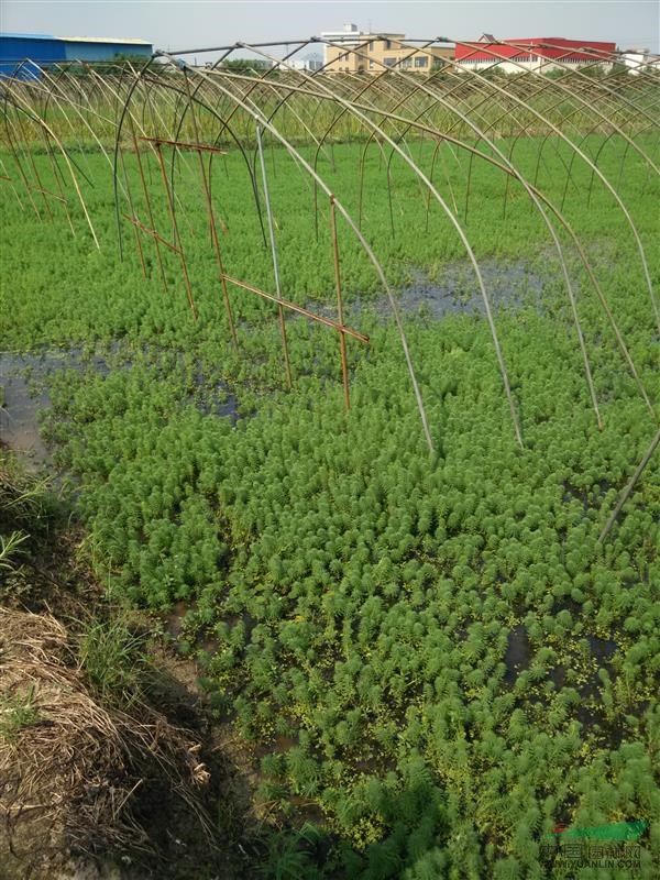 蚌埠大量供應(yīng)黃菖蒲500萬芽，自產(chǎn)自銷，價格優(yōu)惠。