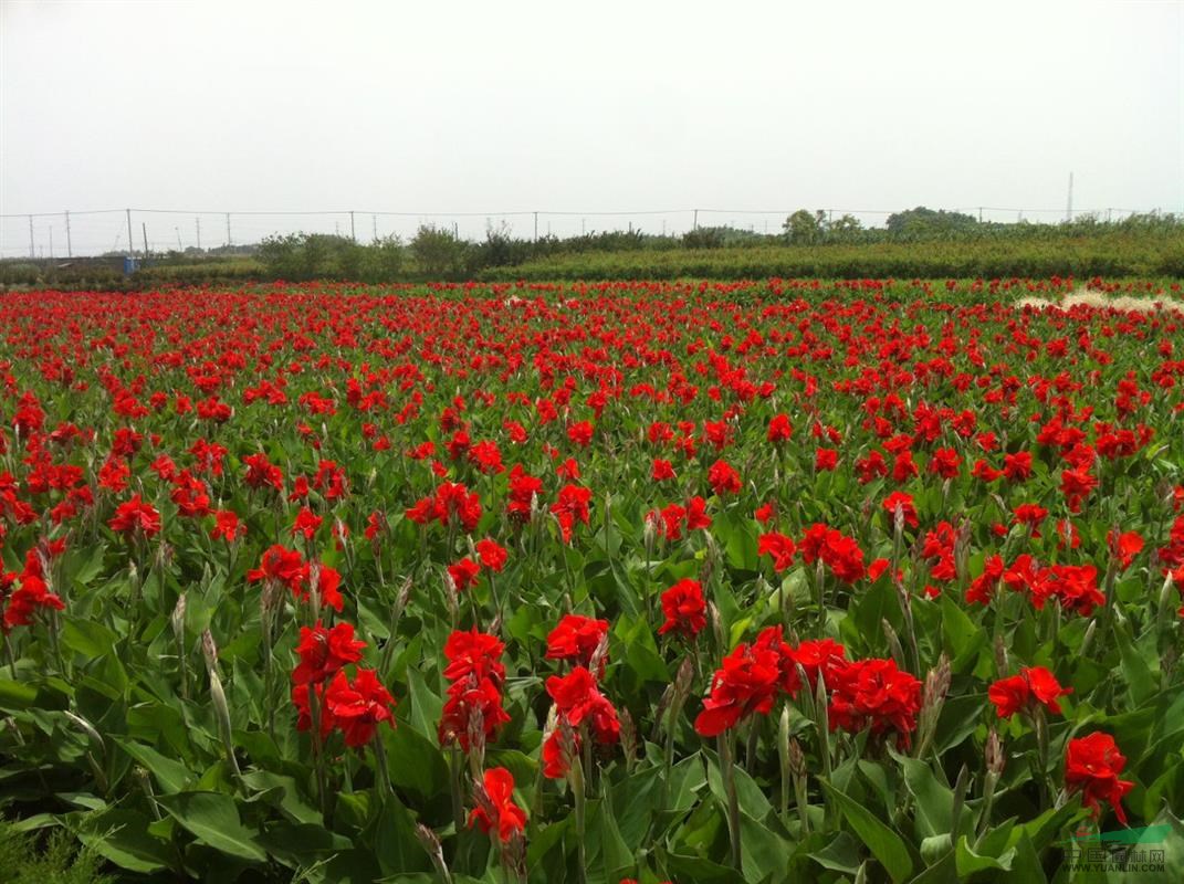 蚌埠大量供應(yīng)黃菖蒲500萬芽，自產(chǎn)自銷，價格優(yōu)惠。