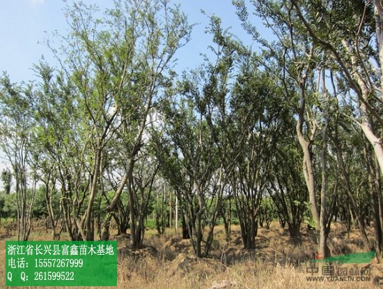 叢生移栽樸樹(shù)