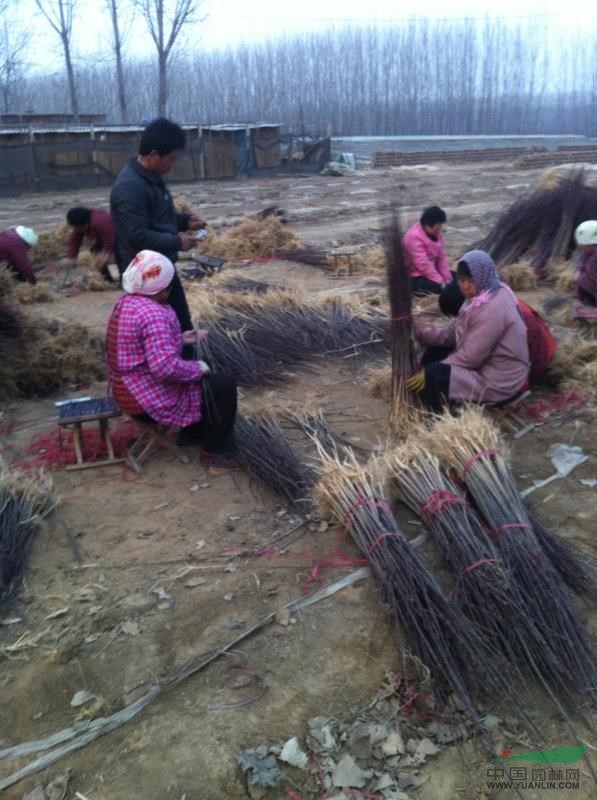 山東聊城大量絲棉木小苗出售