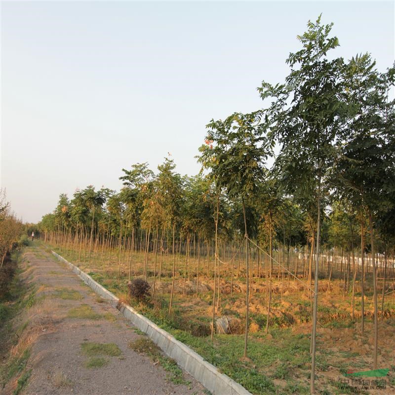 安徽欒樹報(bào)價(jià)