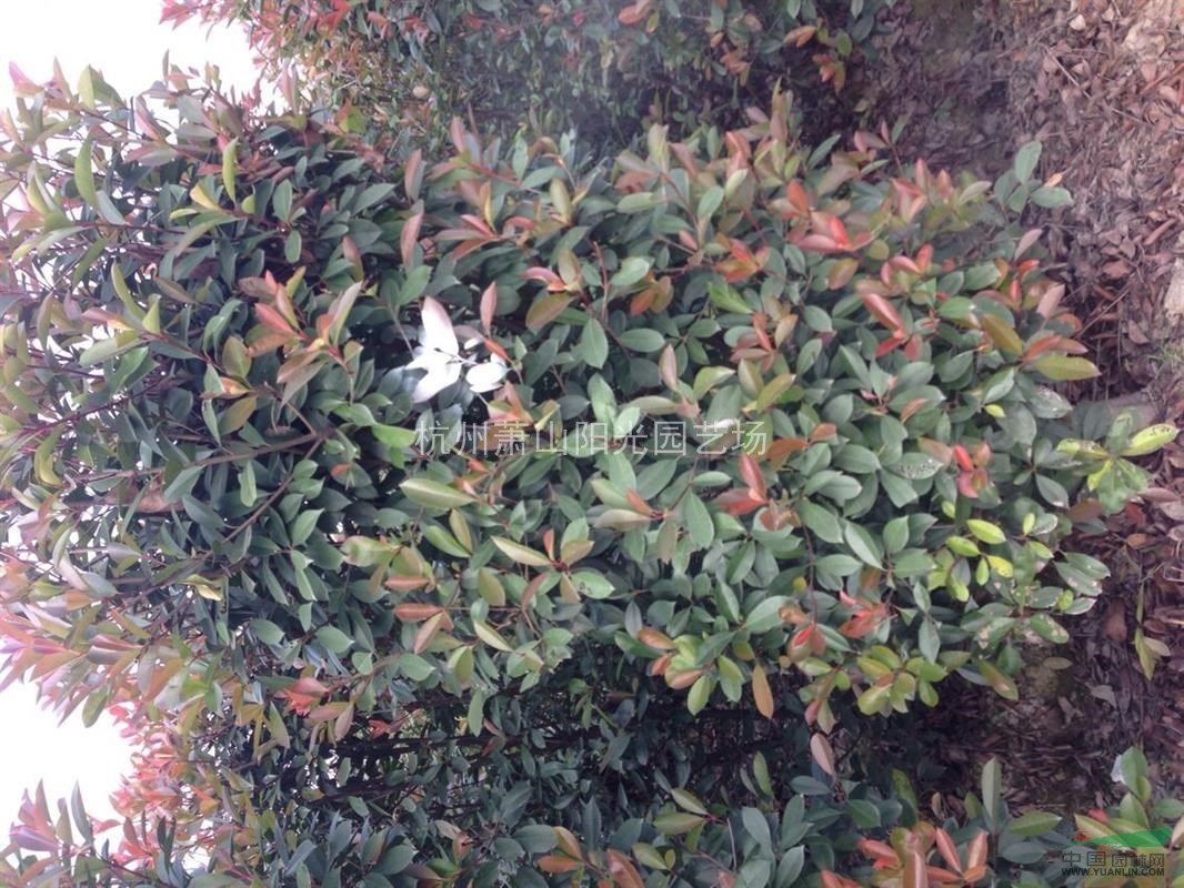 供應紅葉石楠柱 大小規格