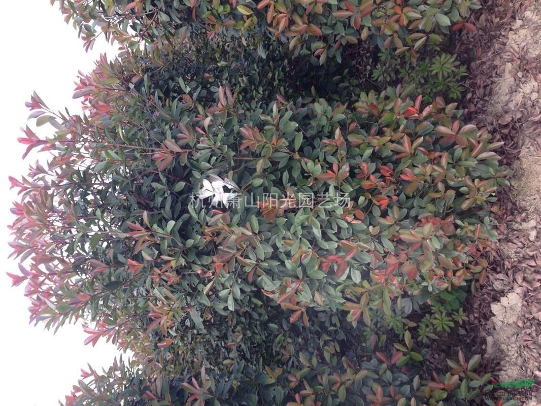 供應紅葉石楠柱 大小規格