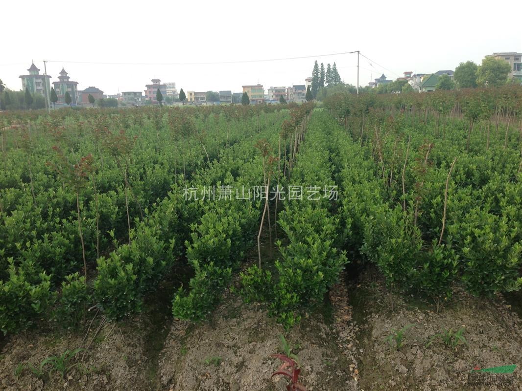 供應 大葉黃楊色塊苗及小毛球 