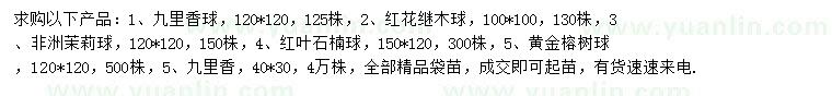 求購(gòu)九里香球、紅花繼木球、非洲茉莉球等