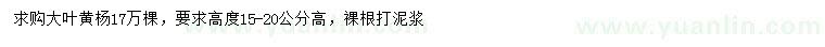 求購高15-20公分大葉黃楊