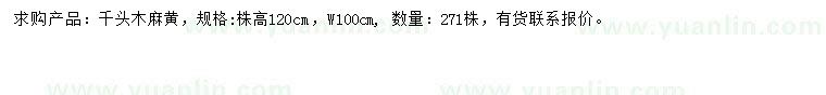 求購(gòu)高120公分千頭木麻黃