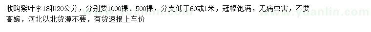 求購18、20公分紅葉李