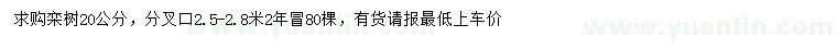 求購20公分欒樹