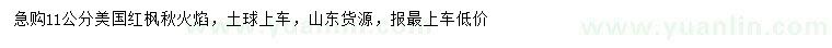 求購(gòu)11公分美國(guó)紅楓