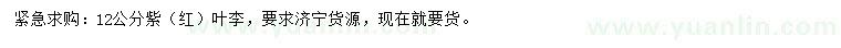 求購12公分紫葉李、紅葉李