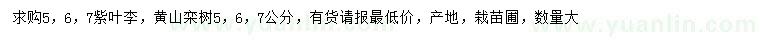 求購(gòu)5、6、7公分紫葉李、黃山欒樹