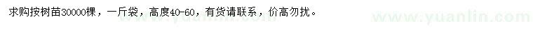 求購高40-60公分桉樹
