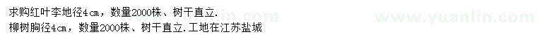 求購(gòu)地徑4公分紅葉李、胸徑4公分柳樹(shù)