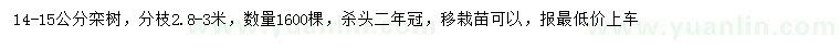 求購14-15公分欒樹