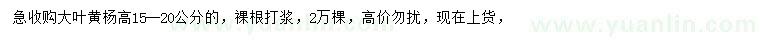 求購高15-20公分大葉黃楊
