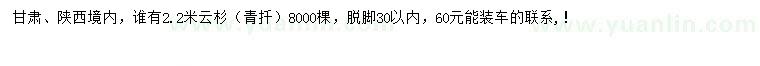 求購2.2米青扦云杉