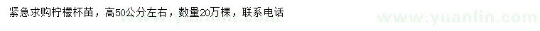 求購高50公分檸檬
