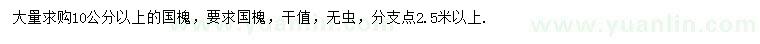 求購10公分以上國槐