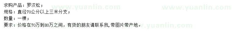 求購直徑70公分以上羅漢松