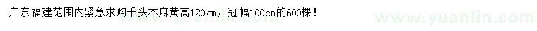 求購(gòu)高120公分千頭木麻黃