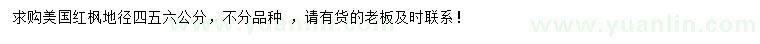 求購地徑4、5、6公分美國紅楓