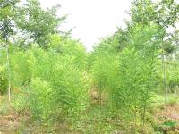 安徽滁州櫸樹*新報價/滁州櫸樹圖片