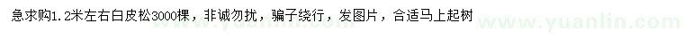 求購1.2米白皮松
