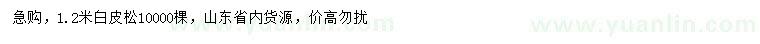 求購高1.2米白皮松