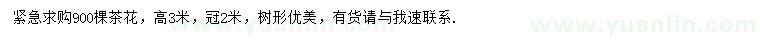 求購高3米茶花