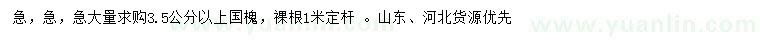 求購3.5公分以上國槐