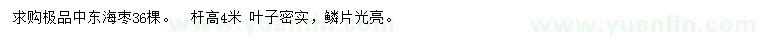求購桿高4米中東海棗