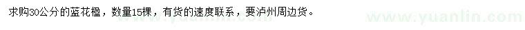 求購30公分藍(lán)花楹