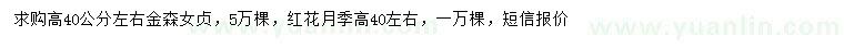 求購高40公分金森女貞、紅花月季