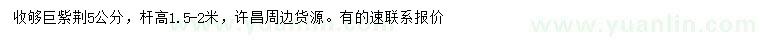 求購5公分巨紫荊