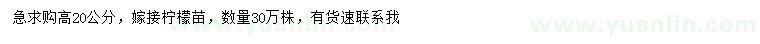 求購高20公分嫁接檸檬