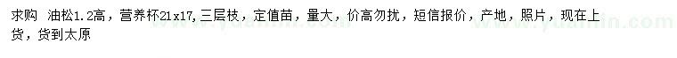 求購高1.2米油松