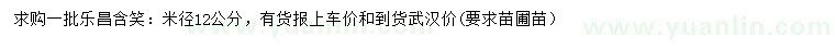 求購米徑12公分樂昌含笑