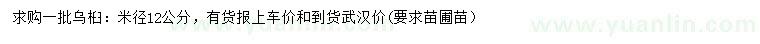 求購米徑12公分烏桕