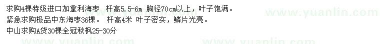 求購加拿利海棗、中東海棗、秋楓