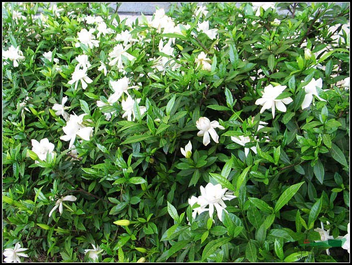 蕭山梔子花