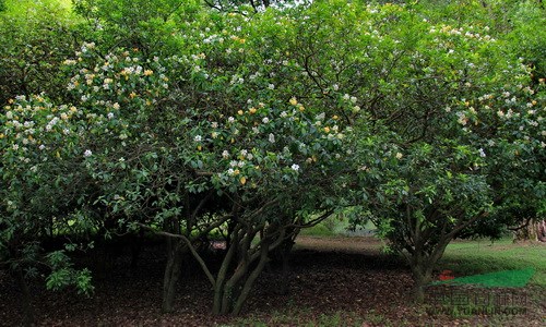 蕭山梔子花